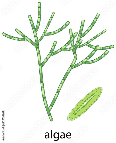 Algae cartoon style on white background
