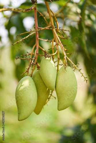 raw mango hanging on tree with leaf background in summer fruit garden orchard, green mango tree
