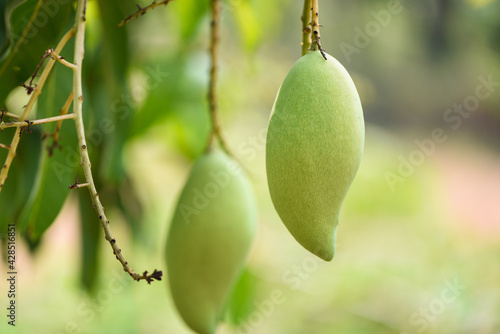 raw mango hanging on tree with leaf background in summer fruit garden orchard, green mango tree