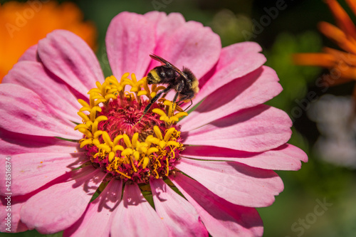 Bumbles on the Flower