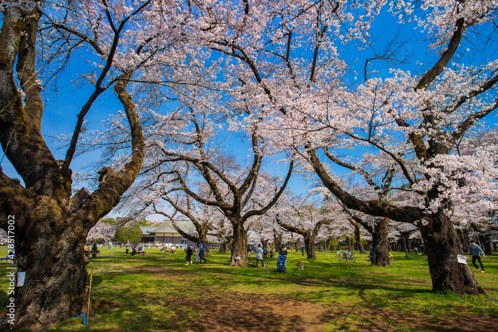 春の小金井公園