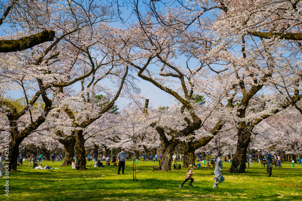 春の小金井公園