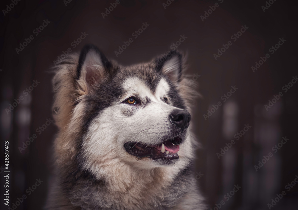 Alaskan Malamute boy in a dark coniferous forest near Vilnius, Lithuania. Professional outdoor pet photography. Selective focus on the eye of the animal, blurred background.