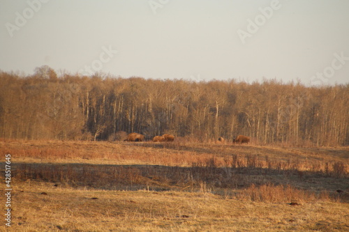 Wallpaper Mural Evening On The Land, Elk Island National Park, Alberta Torontodigital.ca