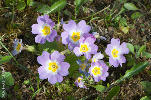 Primrose flowers  Primula vulgaris  bloomed in the spring. The concept of early spring.