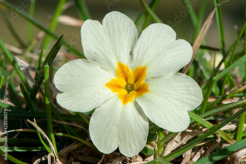 Yelow primrose flower  Primula vulgaris  close up.