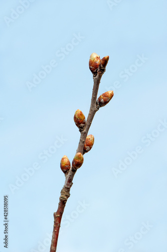 Young buds of a cherry tree on a branch against a blue sky.