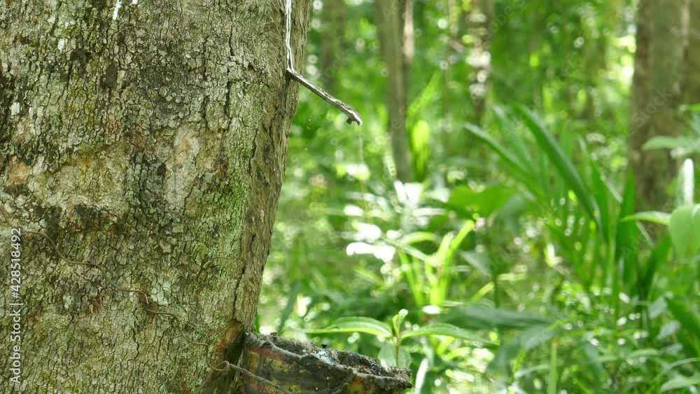 Rubber trees, economic crops in the south of Thailand Rubber trees, economic crops in the south of Thailand