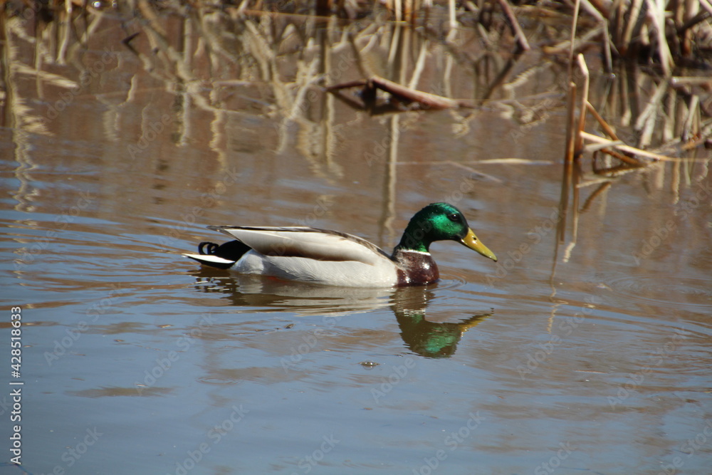 Obraz premium Male Mallard, Gold Bar Park, Edmonton, Alberta