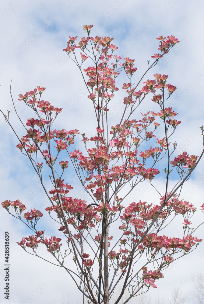Pink Cherokee Brave Dogwood Blooms against Sky Pink Cherokee Brave Dogwood Blooms against Sky