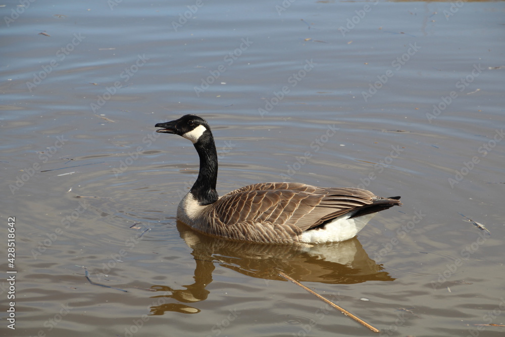 Goose Eating, Gold Bar Park, Edmonton, Alberta Goose Eating, Gold Bar Park, Edmonton, Alberta