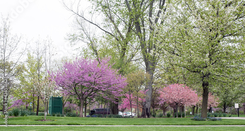 Springtime Flowering Trees in Park
