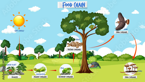 Food chain diagram concept on forest background