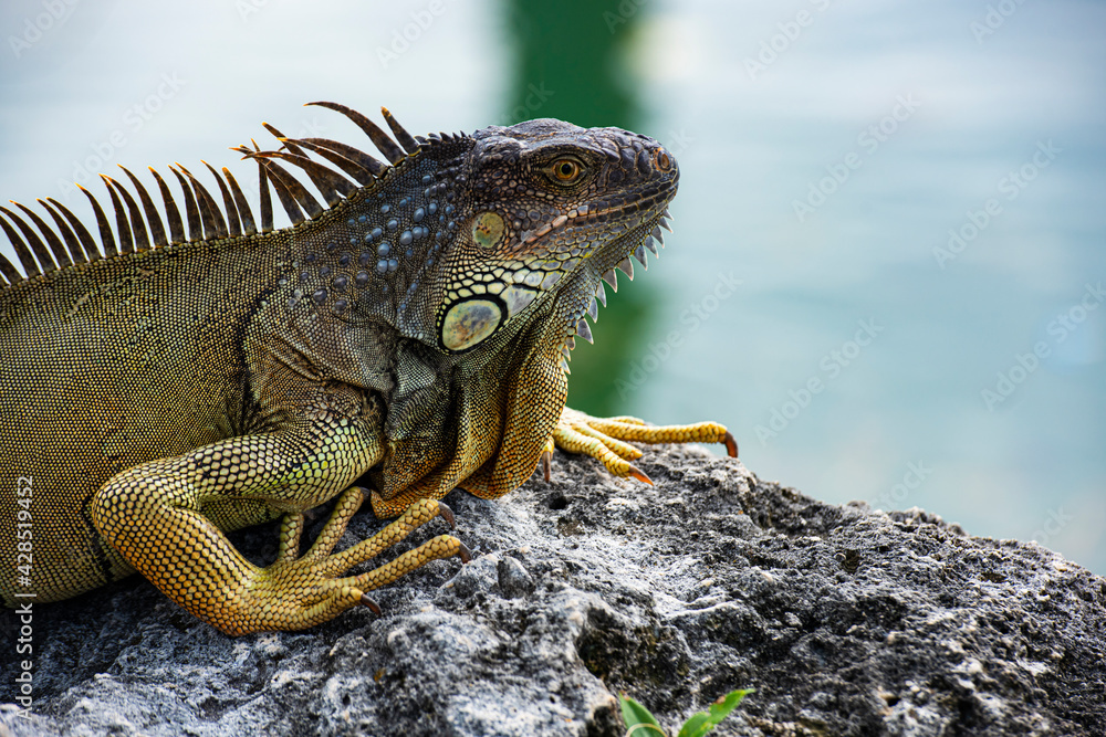 Naklejka premium Closeup of green iguana. Tropical fauna concept. Lizard basking in the sun South Florida.