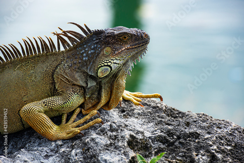 Closeup of green iguana. Tropical fauna concept. Lizard basking in the sun South Florida.