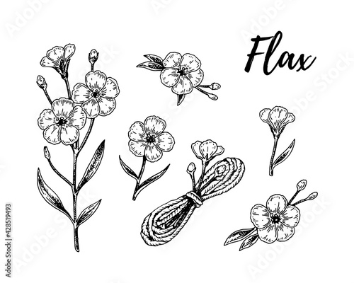 Set of Set of hand drawn flax flowers, branches and linen textile elements. Vector illustration in sketch style for linen seeds and oil packaging