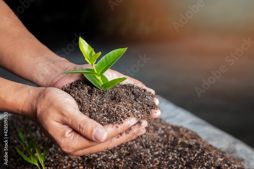 closeup hand of person holding abundance soil with young plant. Concept green world earth day
