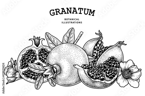 Pomegranate fruit hand drawn retro illustration