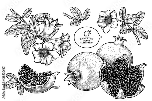 Pomegranate fruit hand drawn retro illustration