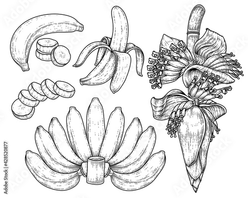 Set of banana fruit and banana blossom hand drawn sketch