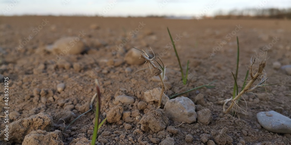 grass in the sand grass in the sand