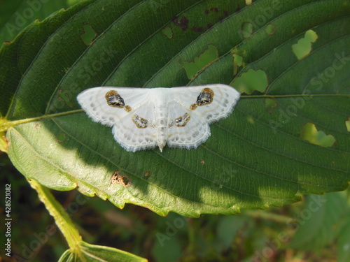 Problepsis Deliaria - Butterfly on leaf