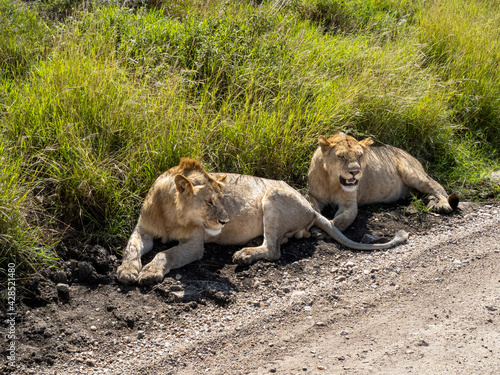 Serengeti National Park, Tanzania, Africa - March 1, 2020: Young lions resting along the side of the road
