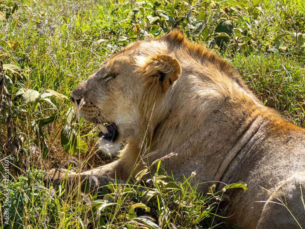 Serengeti National Park, Tanzania, Africa - March 1, 2020: Young lion resting in the grass Serengeti National Park, Tanzania, Africa - March 1, 2020: Young lion resting in the grass