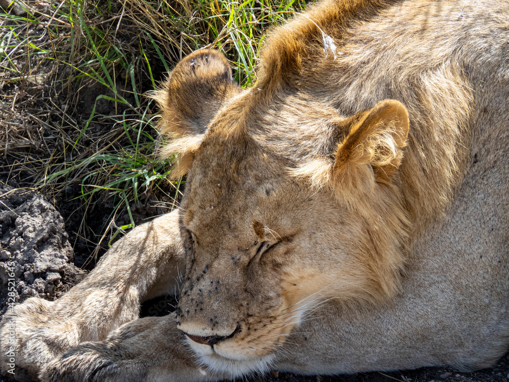Serengeti National Park, Tanzania, Africa - March 1, 2020: Young lions resting along the side of the road Serengeti National Park, Tanzania, Africa - March 1, 2020: Young lions resting along the side of the road