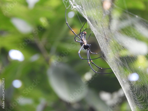 spider on the web