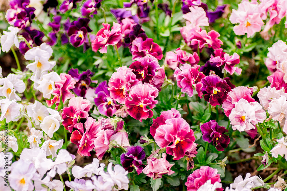 春 ビオラの花畑 赤紫 春 ビオラの花畑 赤紫