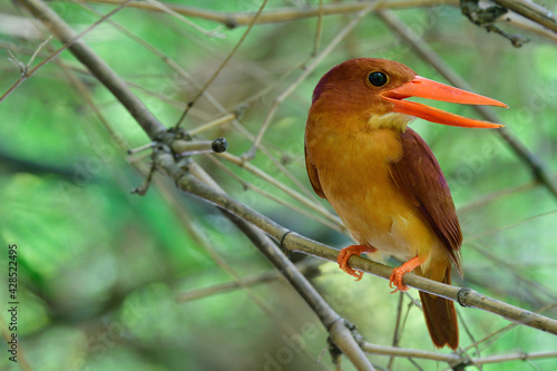 large big red beaks bird perching in bamboo bush during hot day, Ruddy Kingfisher photo