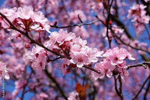 beautiful blossoming cherry tree with pink red colour flowers in spring in Hungary