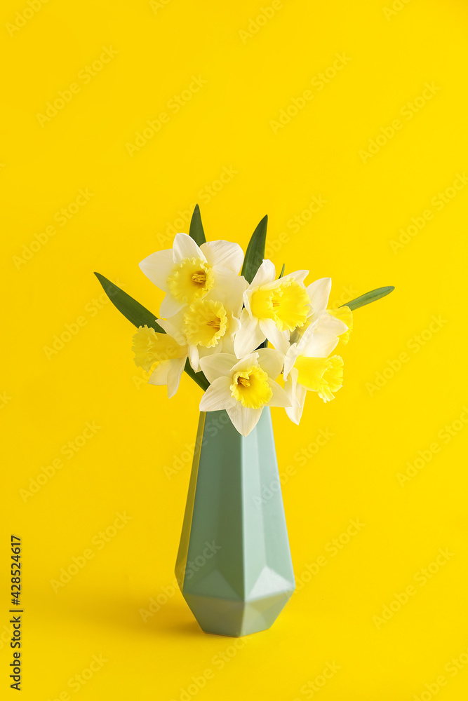 Vase with beautiful daffodils on color background