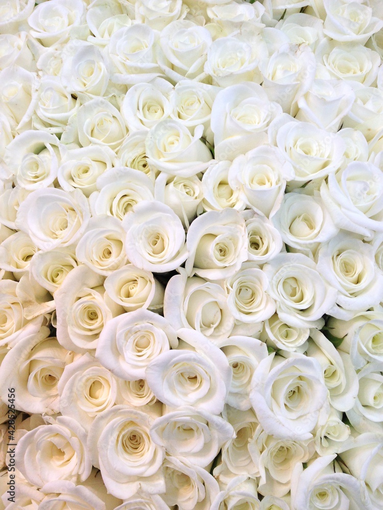 Obraz premium 하얀 장미