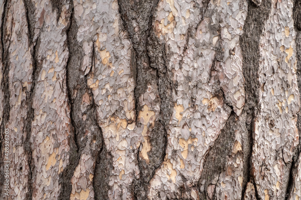 Bark texture and background of a old fir tree trunk Bark texture and background of a old fir tree trunk