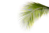 Coconut leaves or green palm leaves isolated on white background. tourist travel tropical holidays summer nature concept.