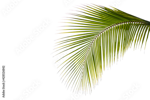 Coconut leaves or green palm leaves isolated on white background. tourist travel tropical holidays summer nature concept.