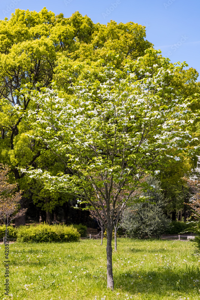Fototapeta premium (東京都ｰ都市風景)春の代々木公園風景７