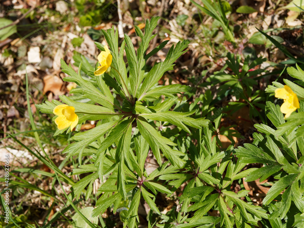 Touffe d'anémones fausse-renoncule ou anémones des bois à fleurs jaunes (Anemone ranunculoides) Touffe d'anémones fausse-renoncule ou anémones des bois à fleurs jaunes (Anemone ranunculoides)