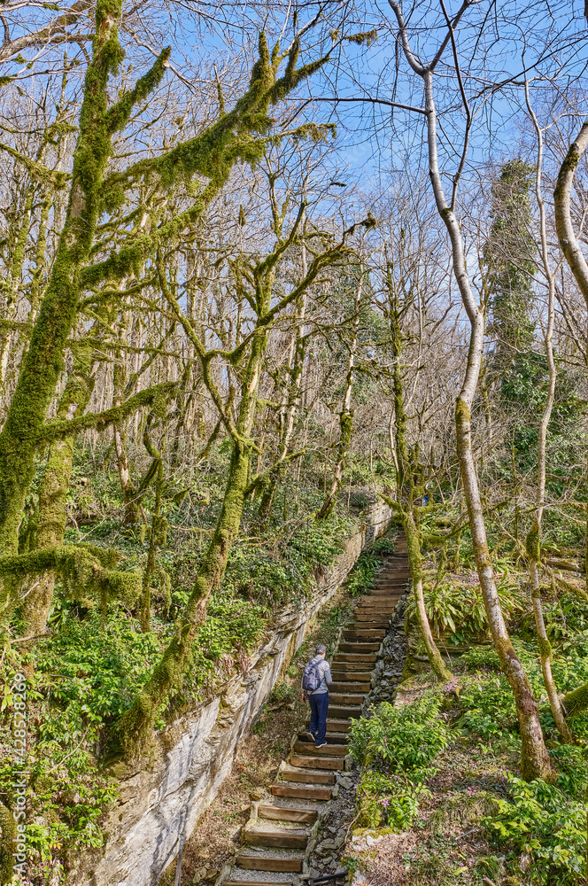 Senior man with backpack is walking along hiking trail among relict trees. Yew and boxwood grove of Caucasian Biosphere Reserve, Russia Senior man with backpack is walking along hiking trail among relict trees. Yew and boxwood grove of Caucasian Biosphere Reserve, Russia