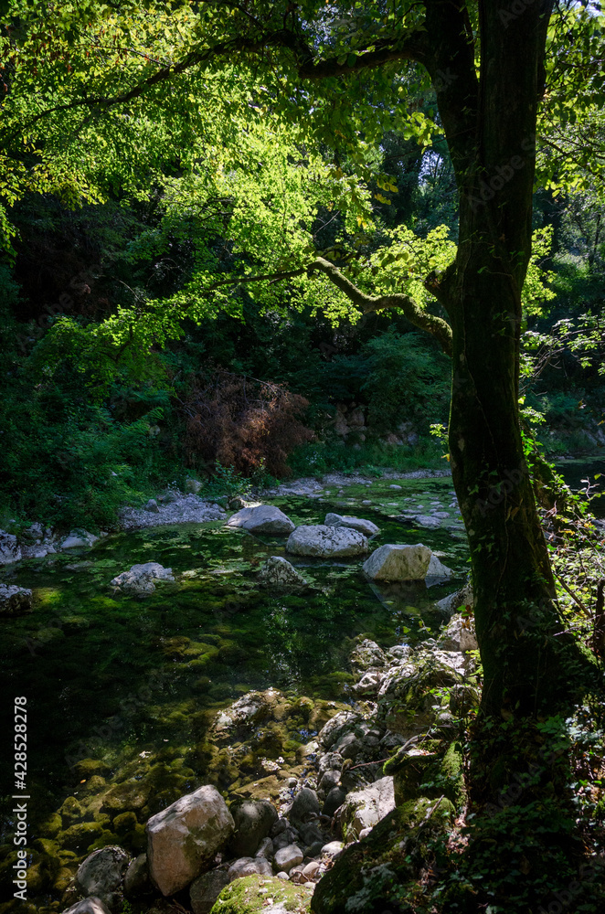 Serene forest scene; river in the background, tree in the foreground, lush, green and sunny Serene forest scene; river in the background, tree in the foreground, lush, green and sunny