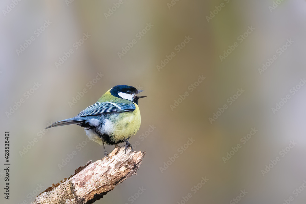 Great tit (Parus major) on a tree branch Great tit (Parus major) on a tree branch
