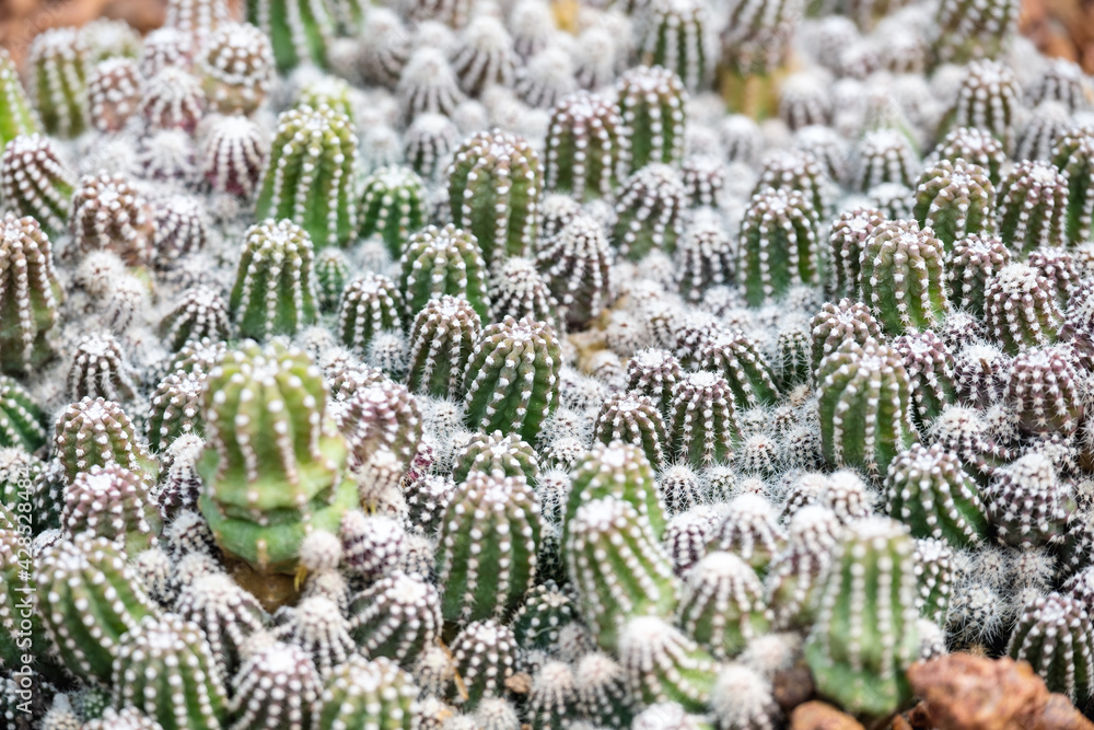 Closeup image of cactus in botanic garden Closeup image of cactus in botanic garden