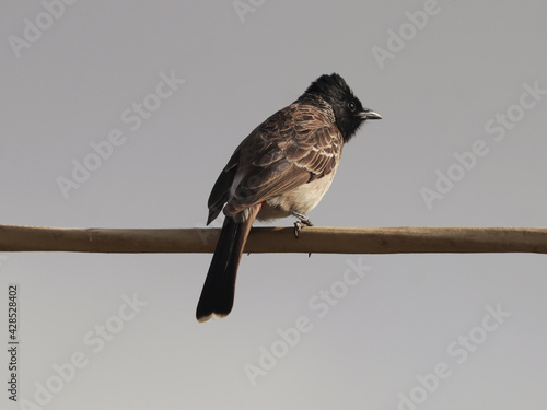 Closeup of Red-vented bulbul (Pycnonotus cafer) sitting on the wooden stick photo