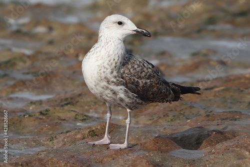 Closeup of a great black-backed gull (Larus marinus) juvenile photo