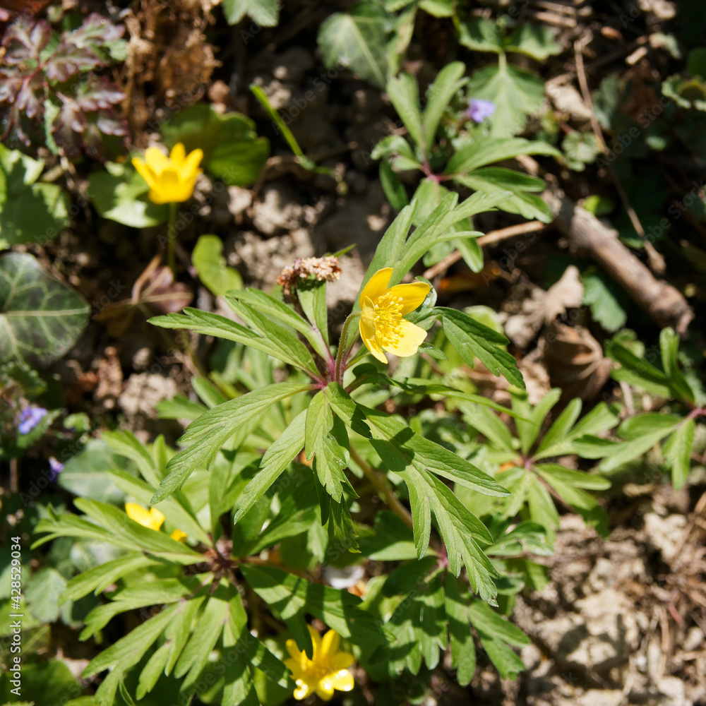 Touffes d'anémone fausse-renoncule ou anémone des bois à fleurs jaunes (Anemone ranunculoides) Touffes d'anémone fausse-renoncule ou anémone des bois à fleurs jaunes (Anemone ranunculoides)