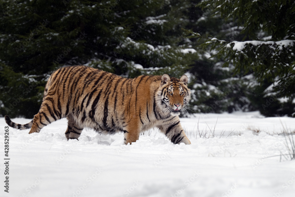 Obraz premium A tiger in the forest enjoys the fresh snow.