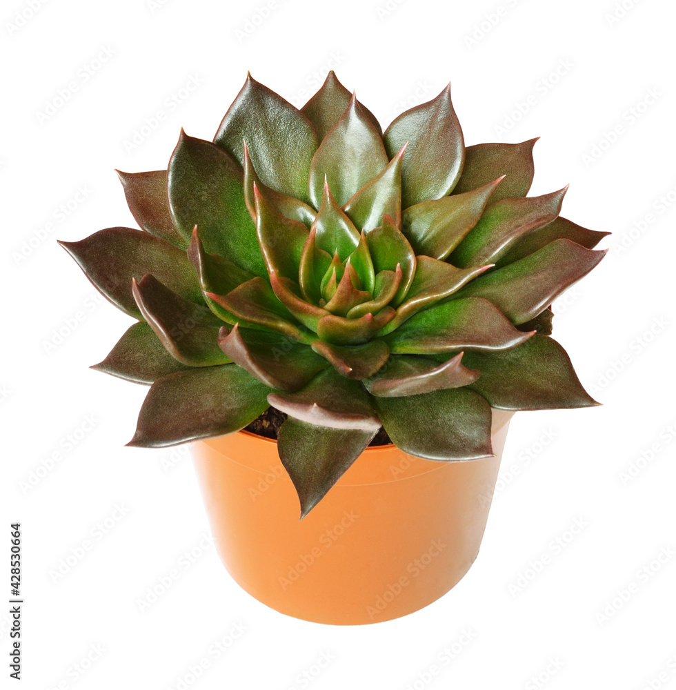 Green succulent plant in a pot isolated Green succulent plant in a pot isolated