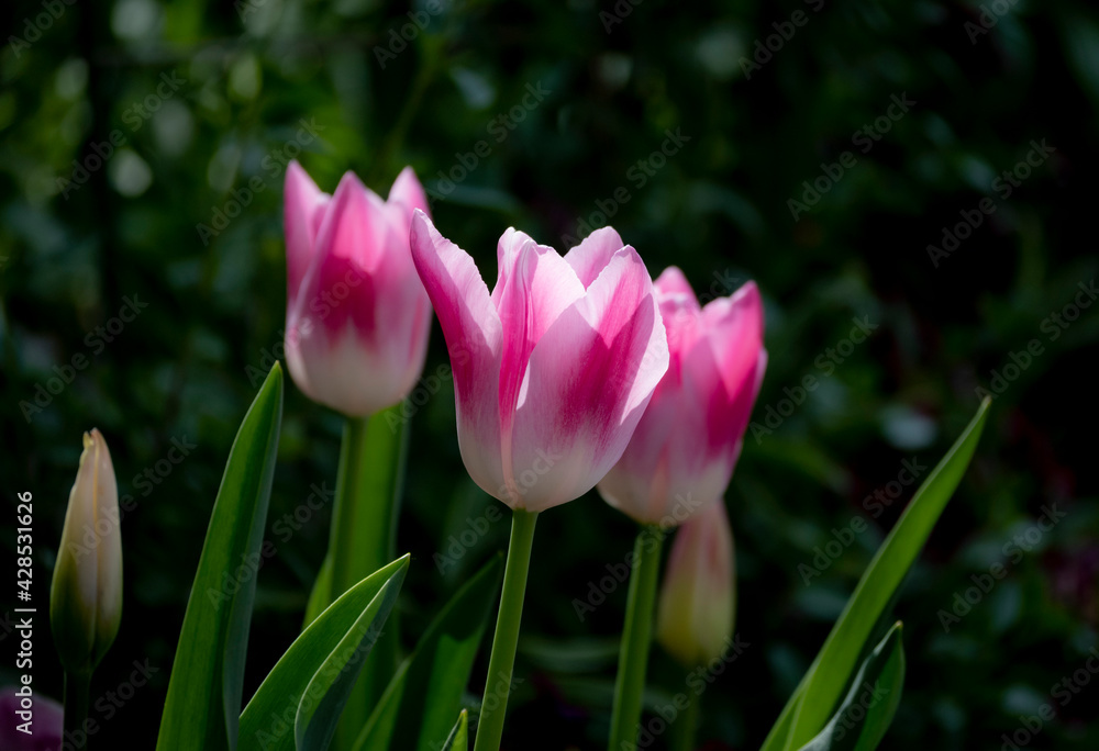 Fototapeta premium 春のチューリップ 